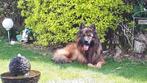 Dekking, reu Duitse herder langstokhaar, Dieren en Toebehoren, 6 jaar of ouder, Rabiës (hondsdolheid), Reu, Eén hond