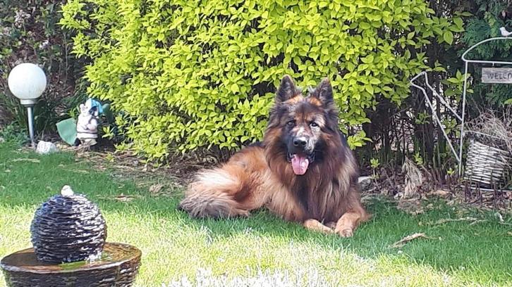 Dekking, reu Duitse herder langstokhaar, Dieren en Toebehoren, Honden | Dekreuen, Reu, Particulier, Eén hond, Nederland, 6 jaar of ouder