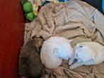 Pomeriaan x pomchi pups, Dieren en Toebehoren, Honden | Chihuahua's en Gezelschapshonden, CDV (hondenziekte), 8 tot 15 weken, Meerdere