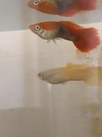 Vissen met aquarium te koop, Dieren en Toebehoren, Vissen | Aquaria en Toebehoren, Ophalen of Verzenden, Gebruikt, Overige typen