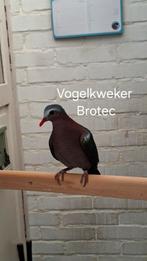 Koppel Groenvleugelduiven, Meerdere dieren, Geringd