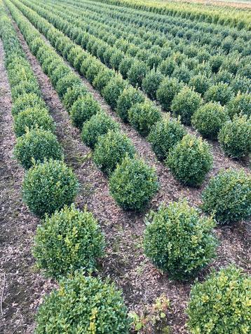 Buxus bollen, buxus pyramide en Taxus Baccatta van kwekerij 