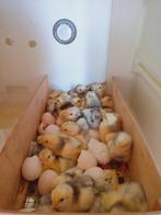 Jonge kuikens van de lakenvelder kip, Dieren en Toebehoren, Pluimvee, Meerdere dieren, Kip