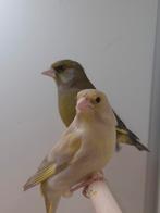 1-1 Europese groenling Wildkleur x isabel, Dieren en Toebehoren, Vogels | Overige Vogels, Meerdere dieren, Wildzangvogel, Geringd