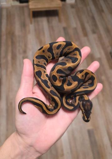 Leopard 100%DH Piebald Hypo/Ghost pos YB mannetje beschikbaar voor biedingen