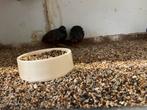 Jonge  Chinese dwergkwartels, Meerdere dieren, Tropenvogel