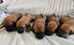 Te koop: Rhodesian Ridgeback pups, Parvo, Overige rassen, 8 tot 15 weken, Meerdere