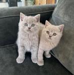 Britse korthaar kitten lilac kater, Kater, Gechipt, 0 tot 2 jaar