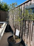 Olijfboom te koop, Tuin en Terras, Planten | Bomen, Ophalen, Volle zon, Olijfboom, 100 tot 250 cm