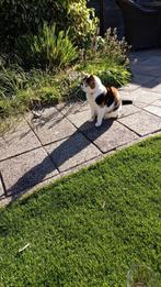 gouden mandje gezocht, Dieren en Toebehoren, Katten en Kittens | Overige Katten, Poes, Kortharig, 3 tot 5 jaar