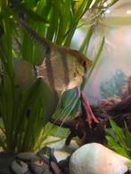 4 mooie maanvissen (Ptherophyllum scalare), Dieren en Toebehoren, Vissen | Aquariumvissen, Vis, Zoetwatervis, Schoolvis