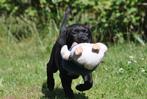 Prachtige labrador kruising uit geteste ouders, Dieren en Toebehoren, Honden | Retrievers, Spaniëls en Waterhonden, CDV (hondenziekte)
