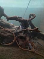 Blauwe kreeft, Dieren en Toebehoren, Kreeft, Krab of Garnaal