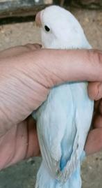Schitterende agapornis fisheri opaline dilute pastel blauw, Dieren en Toebehoren, Vogels | Parkieten en Papegaaien, Mannelijk