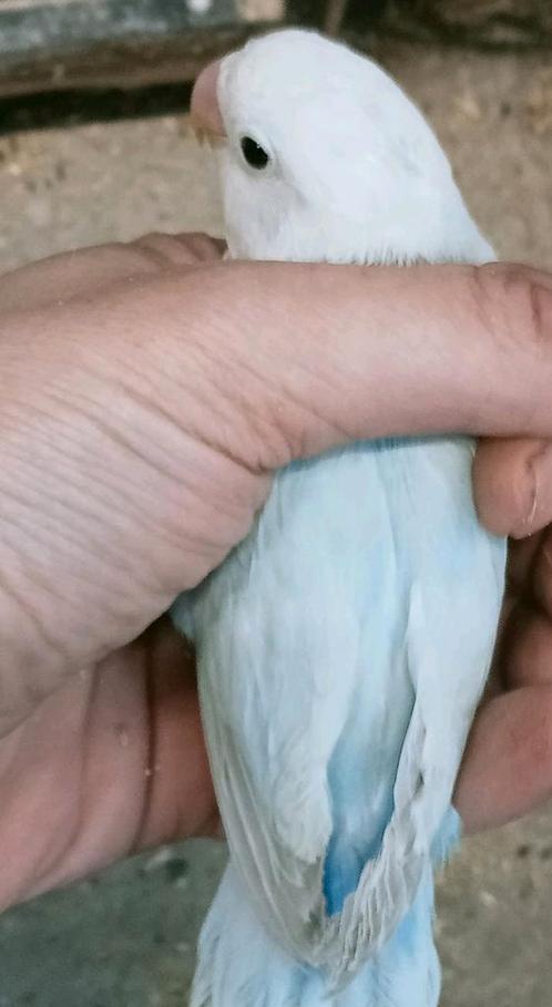 Schitterende agapornis fisheri opaline dilute pastel blauw, Dieren en Toebehoren, Vogels | Parkieten en Papegaaien, Dwergpapegaai of Agapornis