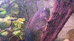 Klimbaars Ctenopoma kingsleyae, Dieren en Toebehoren, Vissen | Aquariumvissen, Vis