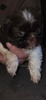 ...PRACHTIGE RASZUIVERE SHIH-TZU PUPS..., Parvo, Overige rassen, 8 tot 15 weken, Meerdere