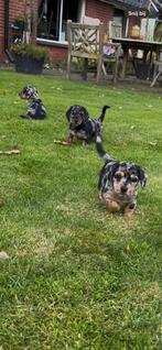 Jack Russel ( black an tan) x Kaninchen Teckel ( Merle), Dieren en Toebehoren, Honden | Jack Russells en Terriërs, Jack Russell Terriër