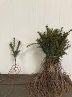 Taxus 10/20cm LSW AANBIEDING!! €0,95 p/s, Ophalen, Taxus, Haag, Minder dan 100 cm