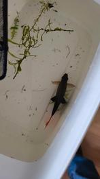 Roodstaart Labeo, Dieren en Toebehoren, Vissen | Aquariumvissen, Vis