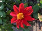 Dahlia knollen, Ophalen of Verzenden, Volle zon, Knol