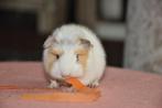 Peruvian cavia choco buff wit, Dieren en Toebehoren, Knaagdieren, Mannelijk, Cavia, Na 1 juli 2024, Tam