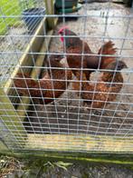 3 Sebrights 1 haan en 2 kippen, Dieren en Toebehoren, Pluimvee, Meerdere dieren, Kip