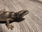 Mooie nakweek chuckwalla's sauromalus ater, Dieren en Toebehoren, Reptielen en Amfibieën, Hagedis, 0 tot 2 jaar