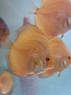 mooie jonge discusvissen, eigen kweek., Dieren en Toebehoren, Vissen | Aquariumvissen, Vis