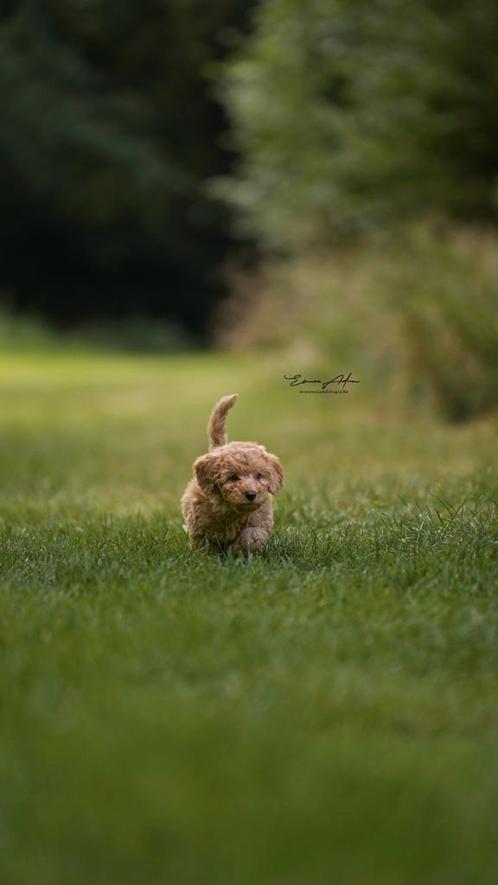 Prachtige Labradoodle,van super combinatie., Dieren en Toebehoren, Honden | Retrievers, Spaniëls en Waterhonden, Meerdere dieren