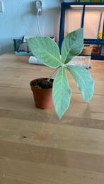 Sinningia Leucotricha #1, Ophalen of Verzenden, Overige soorten, Minder dan 100 cm