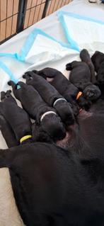 Lieve labrador pups te koop, Dieren en Toebehoren, Honden | Niet-rashonden, 8 tot 15 weken, Meerdere, Meerdere dieren, Nederland
