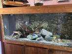 Massief teakhouten aquarium, Dieren en Toebehoren, Vissen | Aquaria en Toebehoren, Ophalen, Zo goed als nieuw, Gevuld zoetwateraquarium