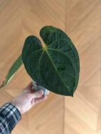 Anthurium Luxurians x Magnificum x Crystallinum, Overige vormen