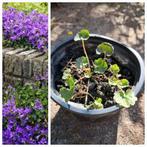 Campanula stekjes stekken bio uit eigen tuin, Tuin en Terras, Planten | Tuinplanten, Ophalen, Bodembedekkers, Vaste plant, Halfschaduw