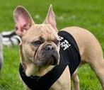 Lieve Franse Bully (3 jaar) zoekt nieuw gouden mandje, Dieren en Toebehoren, Rabiës (hondsdolheid), Reu, Bulldog, Eén hond