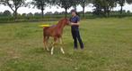 Natural Horsemanship, Grondwerk, Dressuur Natuurlijk, Gedragstraining