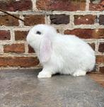 Knap BEW minilop rammetje 🩵, Dieren en Toebehoren, Konijnen, Mannelijk, Dwerg, Hangoor, 0 tot 2 jaar
