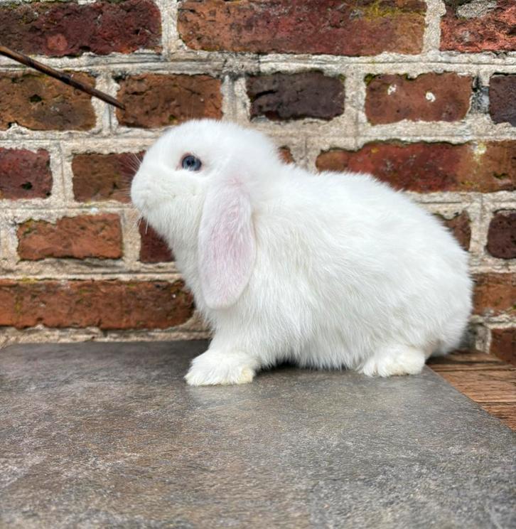 Knap BEW minilop rammetje 🩵, Dieren en Toebehoren, Konijnen, Dwerg, Mannelijk, 0 tot 2 jaar, Hangoor