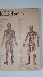 Oude poster van het menselijk lichaam, Ophalen of Verzenden, Zo goed als nieuw