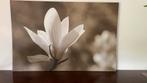 Schilderij muurdecoratie foto op canvas magnolia bloem, Ophalen