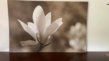 Schilderij muurdecoratie foto op canvas magnolia bloem beschikbaar voor biedingen