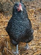 Noord Hollandse hoen (2 hennen), Dieren en Toebehoren, Pluimvee, Vrouwelijk, Kip