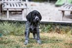 Duitse staande draadhaar/gladhaar/ruwhaar  puppies ‍, Dieren en Toebehoren, Duitse Staande hond, CDV (hondenziekte), 8 tot 15 weken