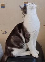 3/4e Maine Coon kruising kater, 2 jaar, Dieren en Toebehoren, Kater, Kortharig, 0 tot 2 jaar
