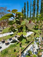 Kiwi Jenny  / actinidia deliciosa jenny / eetbare vruchten, Ophalen