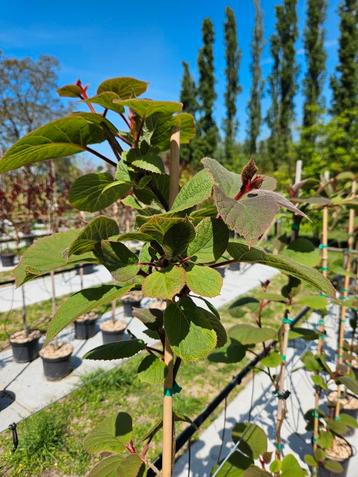 Kiwi Jenny  / actinidia deliciosa jenny / eetbare vruchten  beschikbaar voor biedingen