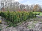 Taxus baccata tot 140! cm Nu flinke korting!, Tuin en Terras, Planten | Bomen, Ophalen of Verzenden, Overige soorten, 100 tot 250 cm