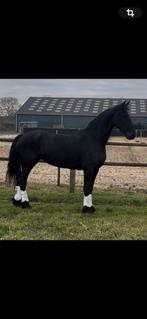 Friese Merrie 5 jr Jehannes top braaf, Merrie, 3 tot 6 jaar, Met stamboom, B