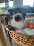 Heilige Birmaan poesje, Poes, Gechipt, 0 tot 2 jaar